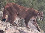 The puma is native to America, Canada - and maybe Medway. File image