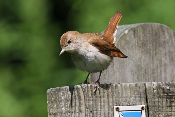 Land Securities have proposed moving the nightingale population at Lodge Hill to Essex