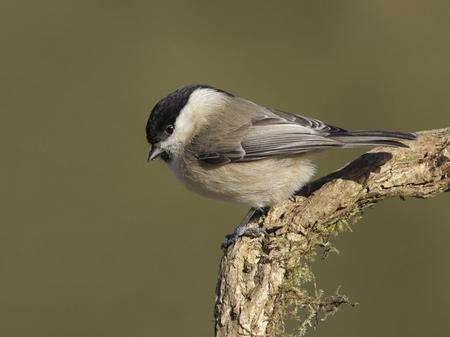 Willow tit. Picture courtesy Steve Round (rspb-images.com)