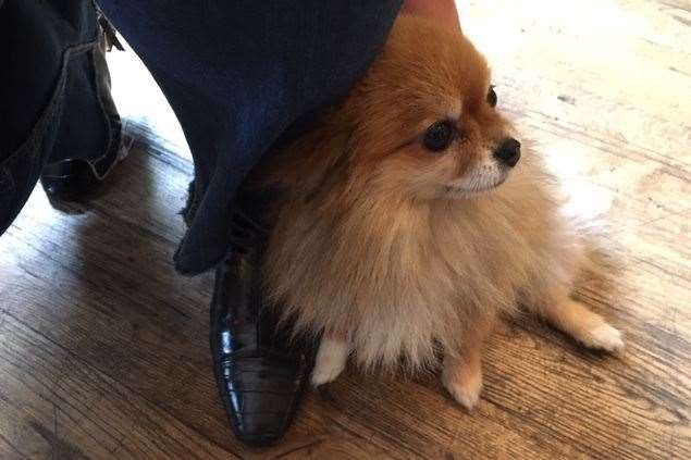 Coco, a nine-year-old rescued miniature Pomeranian stole the show