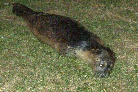 Dead seal found in inland Ashford.