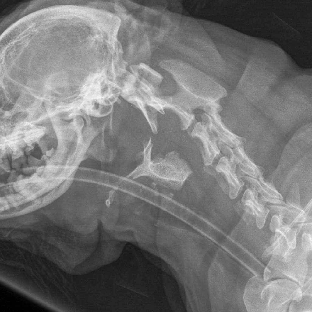 X-ray showing the bone lodged at the top of Toby’s windpipe (PDSA/PA)
