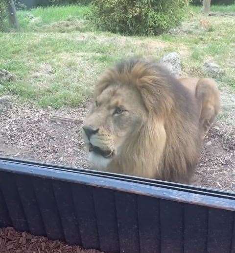 Alex Jones shared a video showing a lion pawing at the glass to its enclosure at Port Lympne in Hythe. Picture: @alexjonesthomson