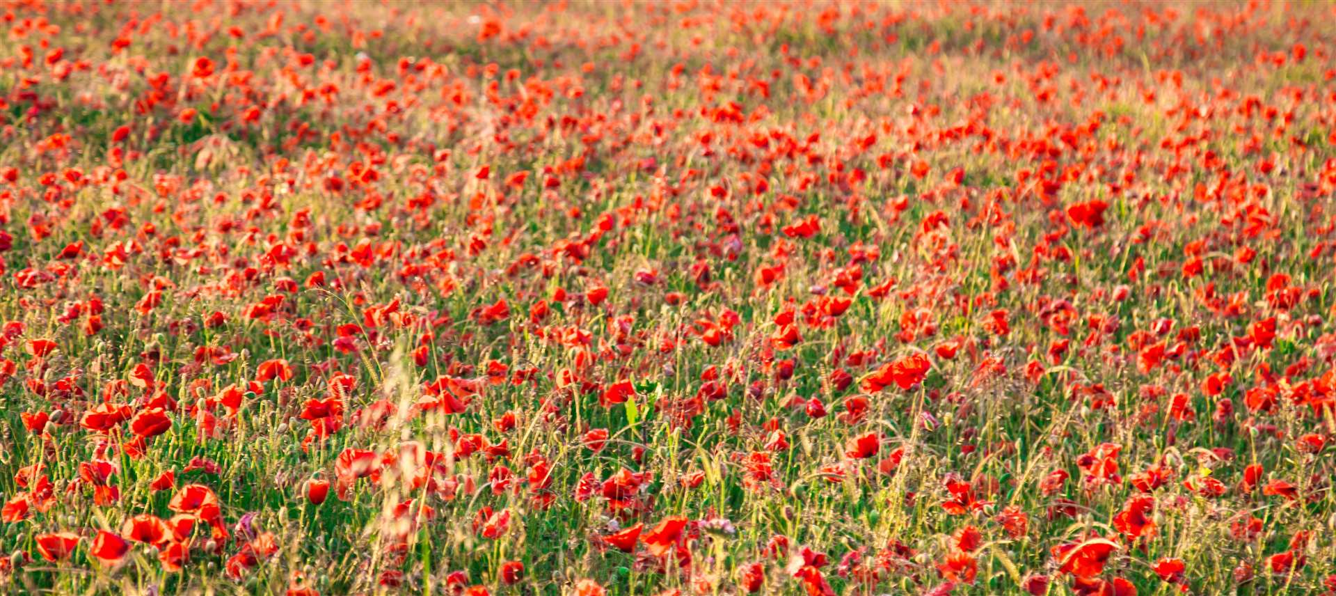 Poppies have been blooming on the White Cliffs (Matt Hayward/National Trust/PA)