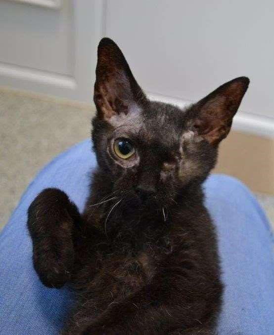 Kiki had to have the damaged eye removed. Picture: Cats Protection