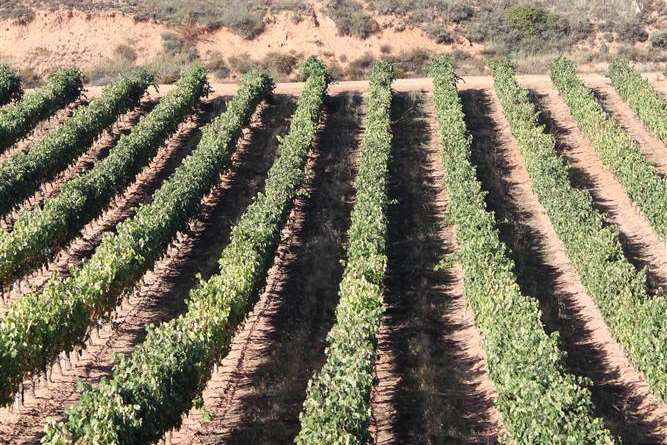 The vineyards of the Ribera Del Duero region