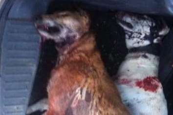 The dogs were shot in Eastchurch