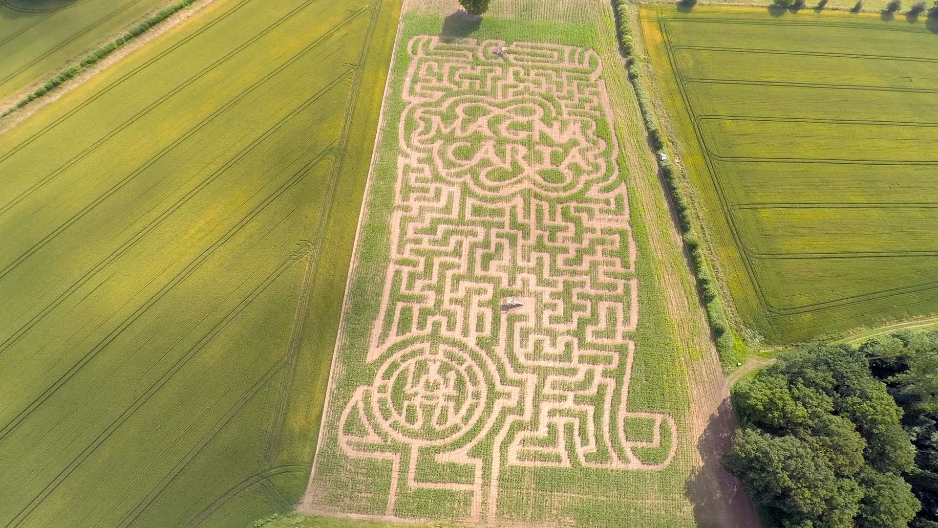 This year's Maize Maze at Penshurst Place