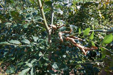 Ash tree with Chalara. Picture: Food and Environment Research Agency
