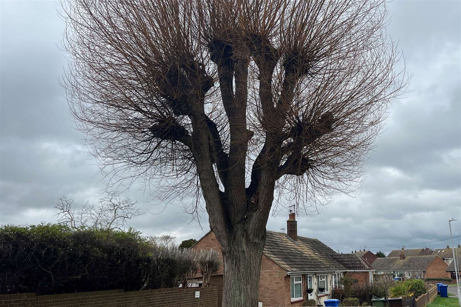 The willow tree in Kent Avenue, Minster. Picture: Megan Carr