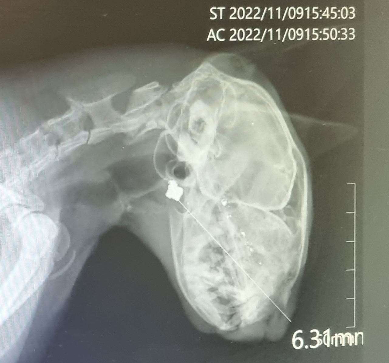 An X-ray of Tabitha which shows the air rifle pellet lodged in her after she was shot in the Faversham area by an air rifle. Picture: Kerry Pearce