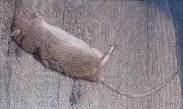 A dead rat in one of the homes. Picture: Hayley Atherton