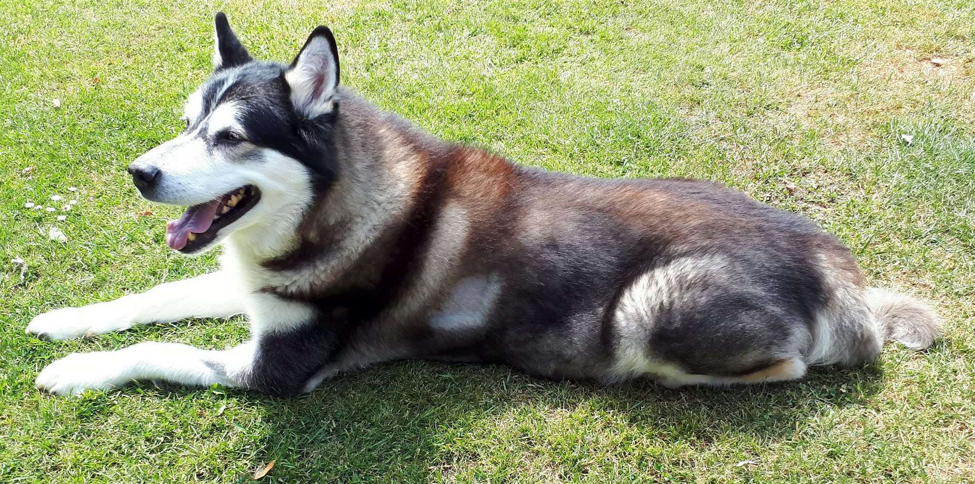 The 10-year-old Alaskan malamute started displaying the common symptoms of Covid-19 such as a dry cough and breathlessness. Picture: Mandy Hayes