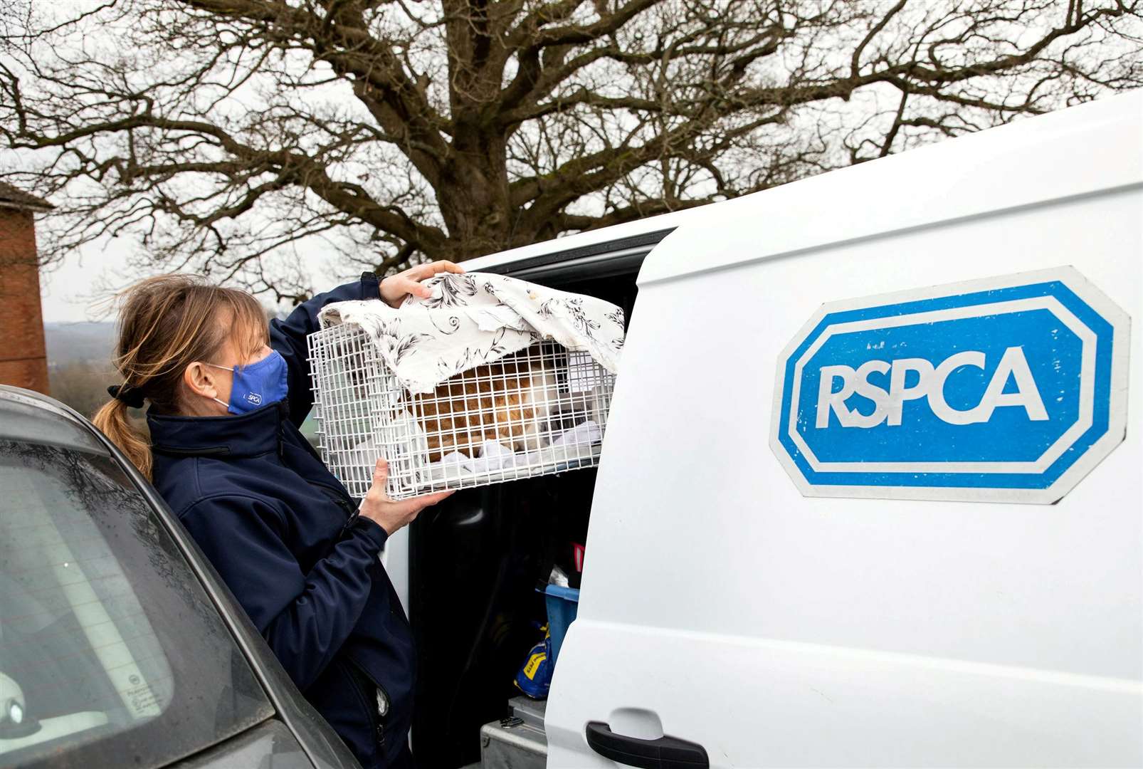 An RSCPA volunteer rescues the cats