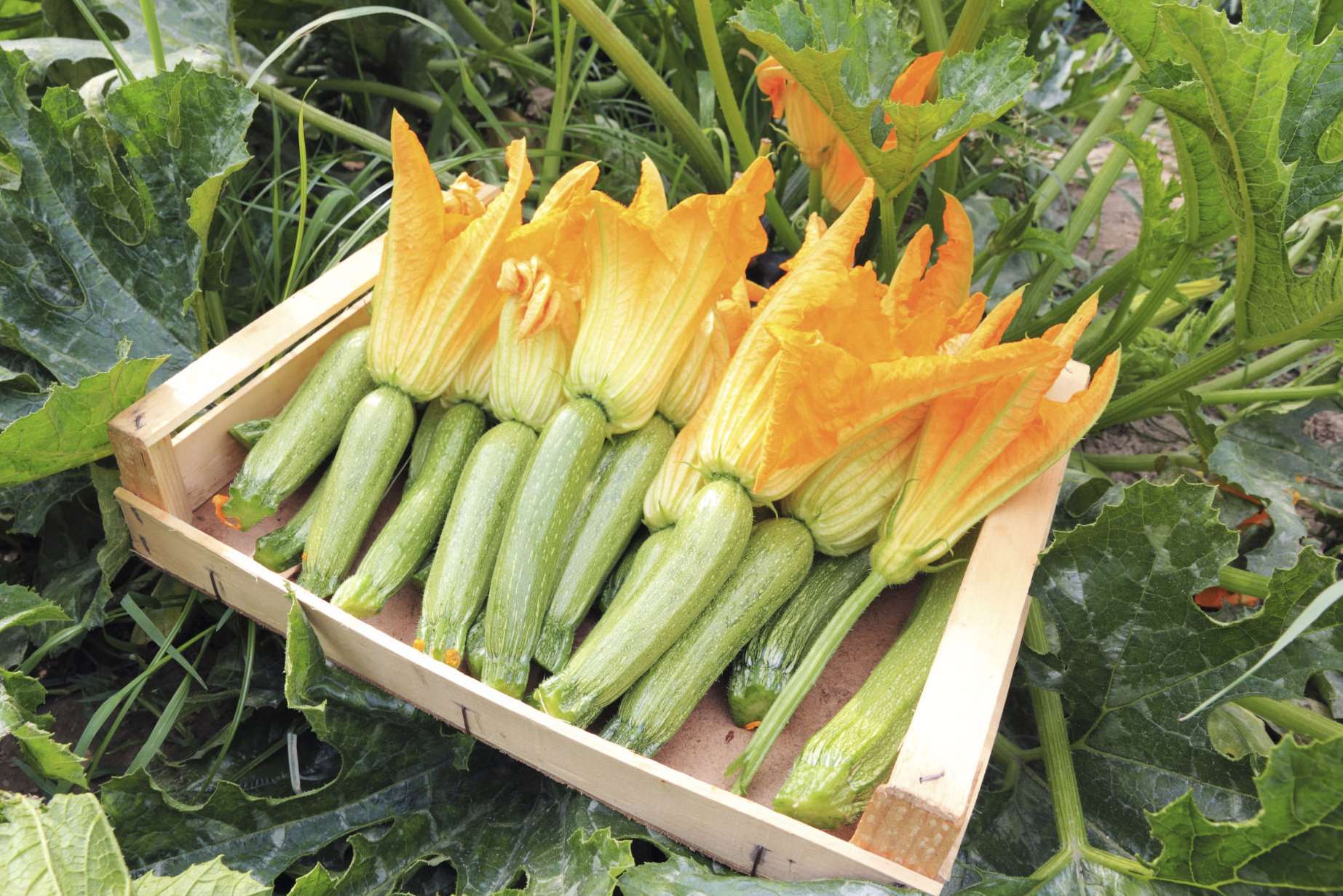 Don't waste your courgettes this summer