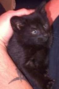 An eight-week old kitten found by Co-Op workers