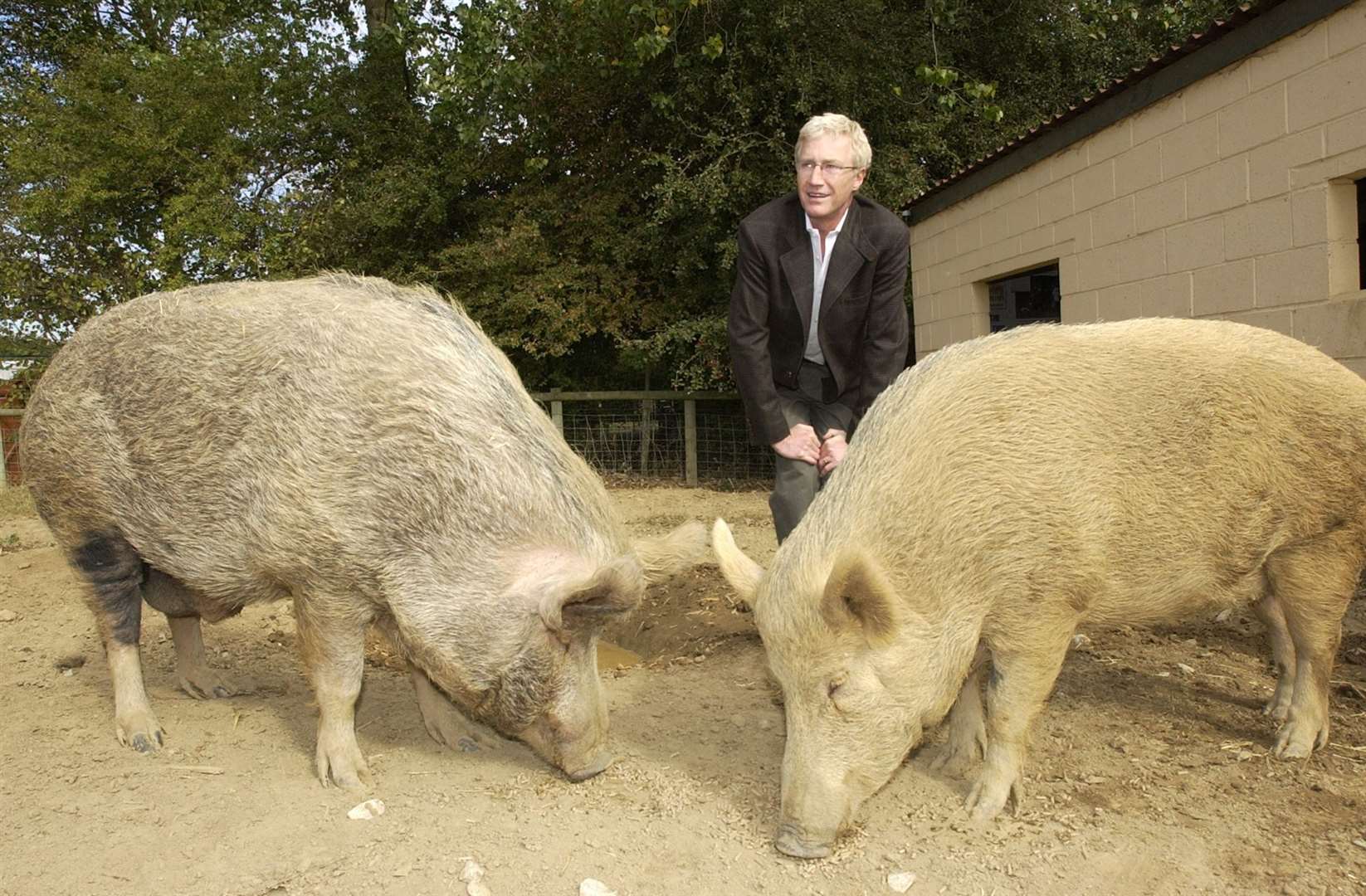Paul O'Grady visits rescued pigs the Tamworth Two at the Rare Breeds Centre in Woodchurch in 2003