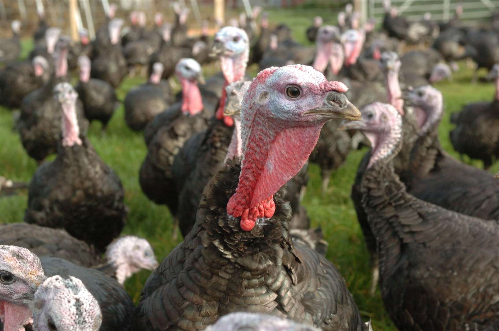 The NFU Poultry Board says avian flu among turkeys could cause 'carnage' in the run up to Christmas