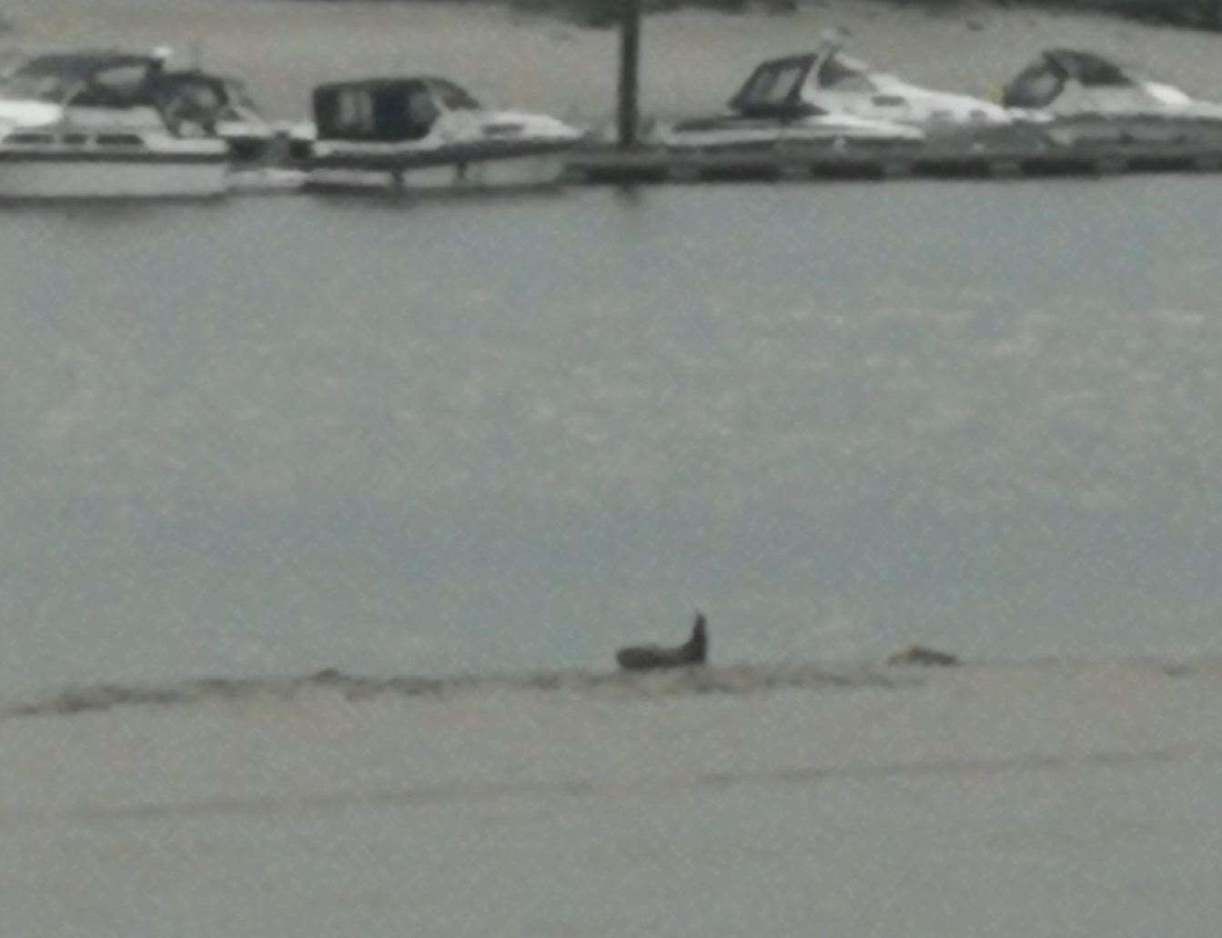 Seals were seen in Strood this afternoon. Picture: Claire Clark