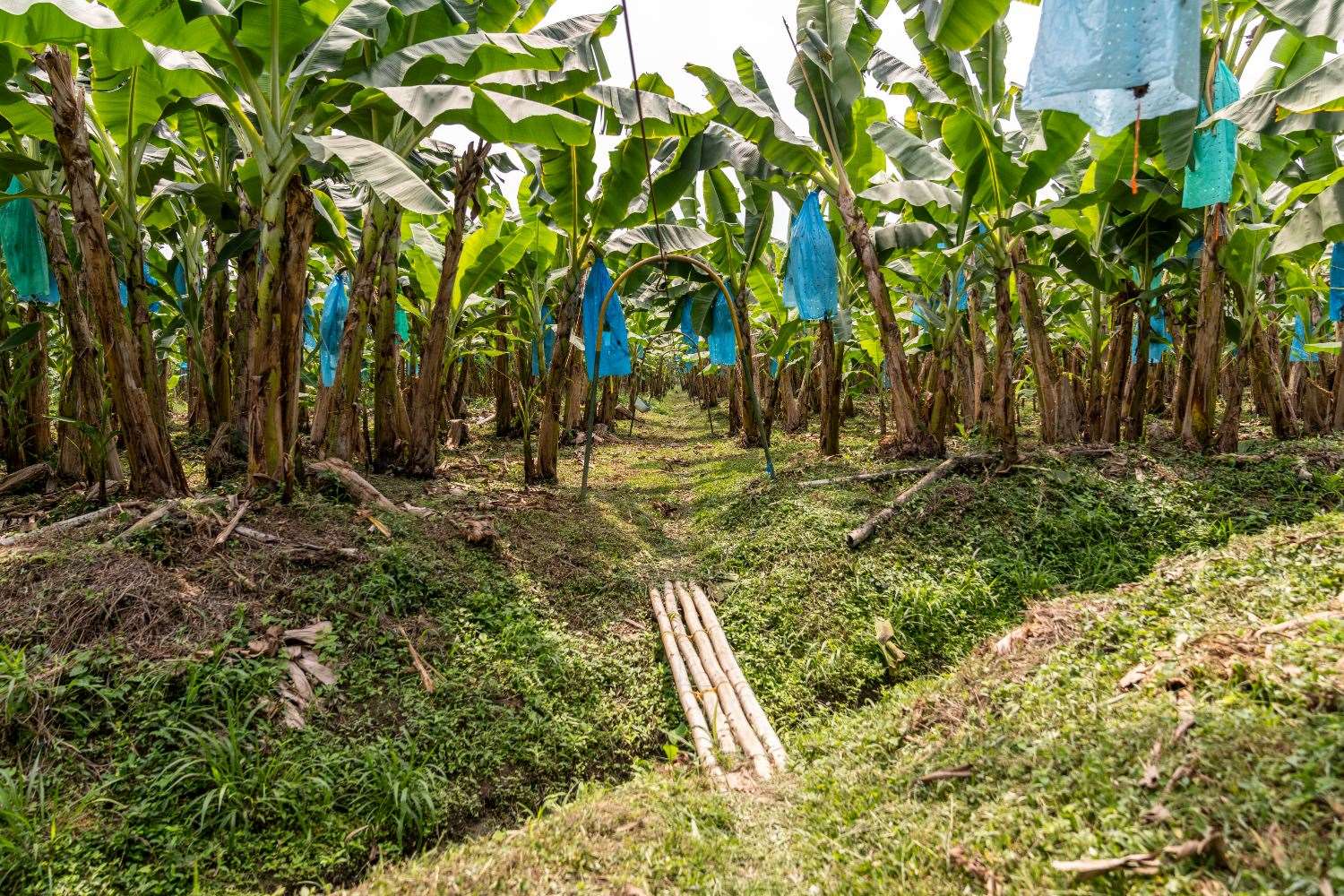 A banana farm in the Magdalena region of Colombia (Chris Terry/Fairtrade/PA)