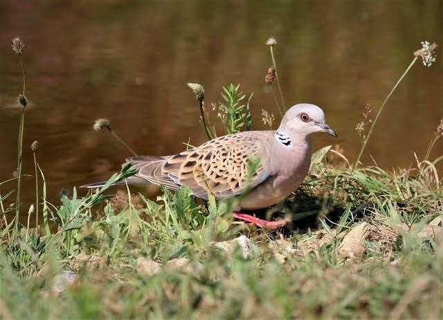 Turtle doves are among the wildlife at the country park. Picture: Friends of Betteshanger