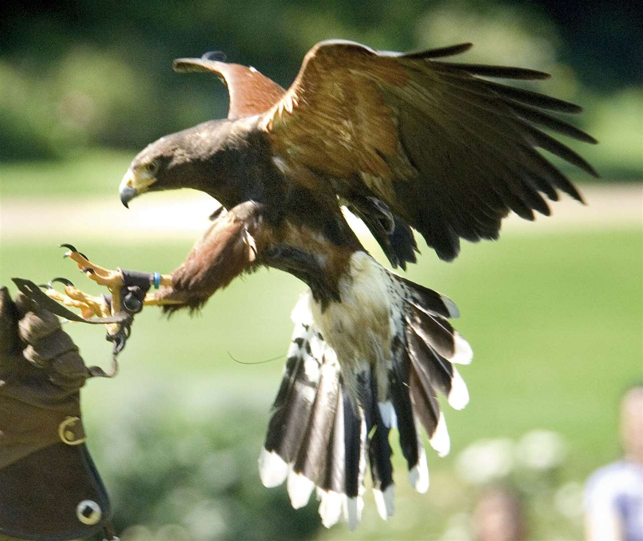 Enjoy a weekend of Medeival falconry at Dover Castle Picture: English Heritage