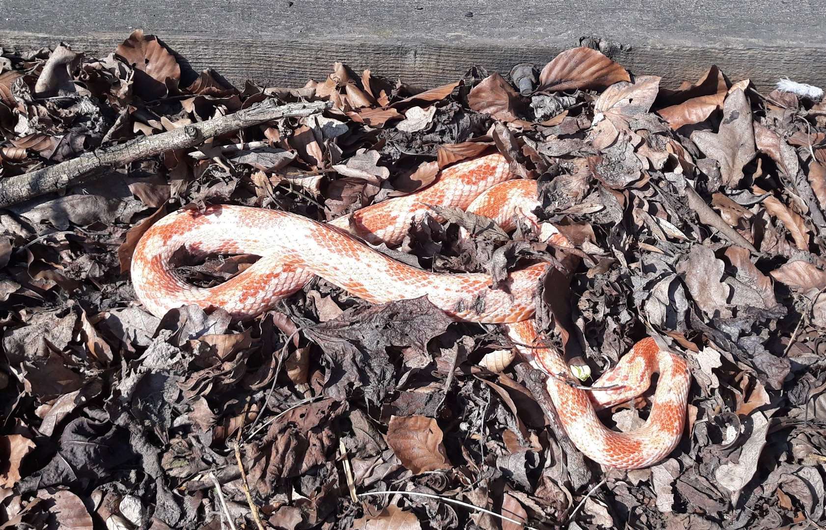 The corn snake was about 2ft long and 20mm wide. Stock picture