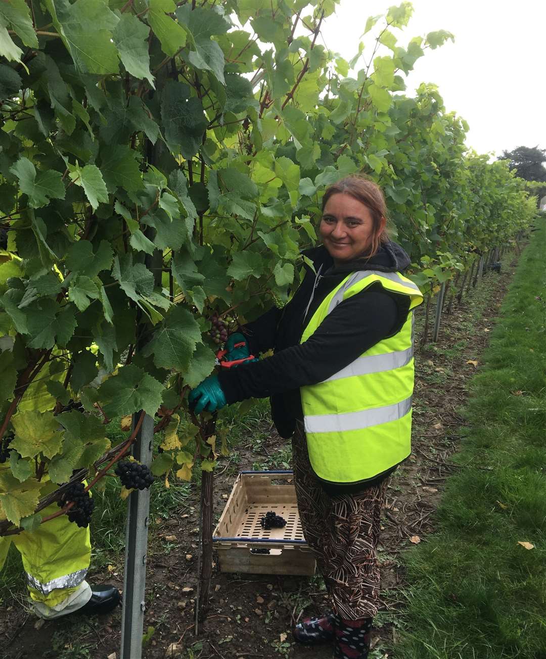 The picking team get stuck in at the vineyard in Wateringbury