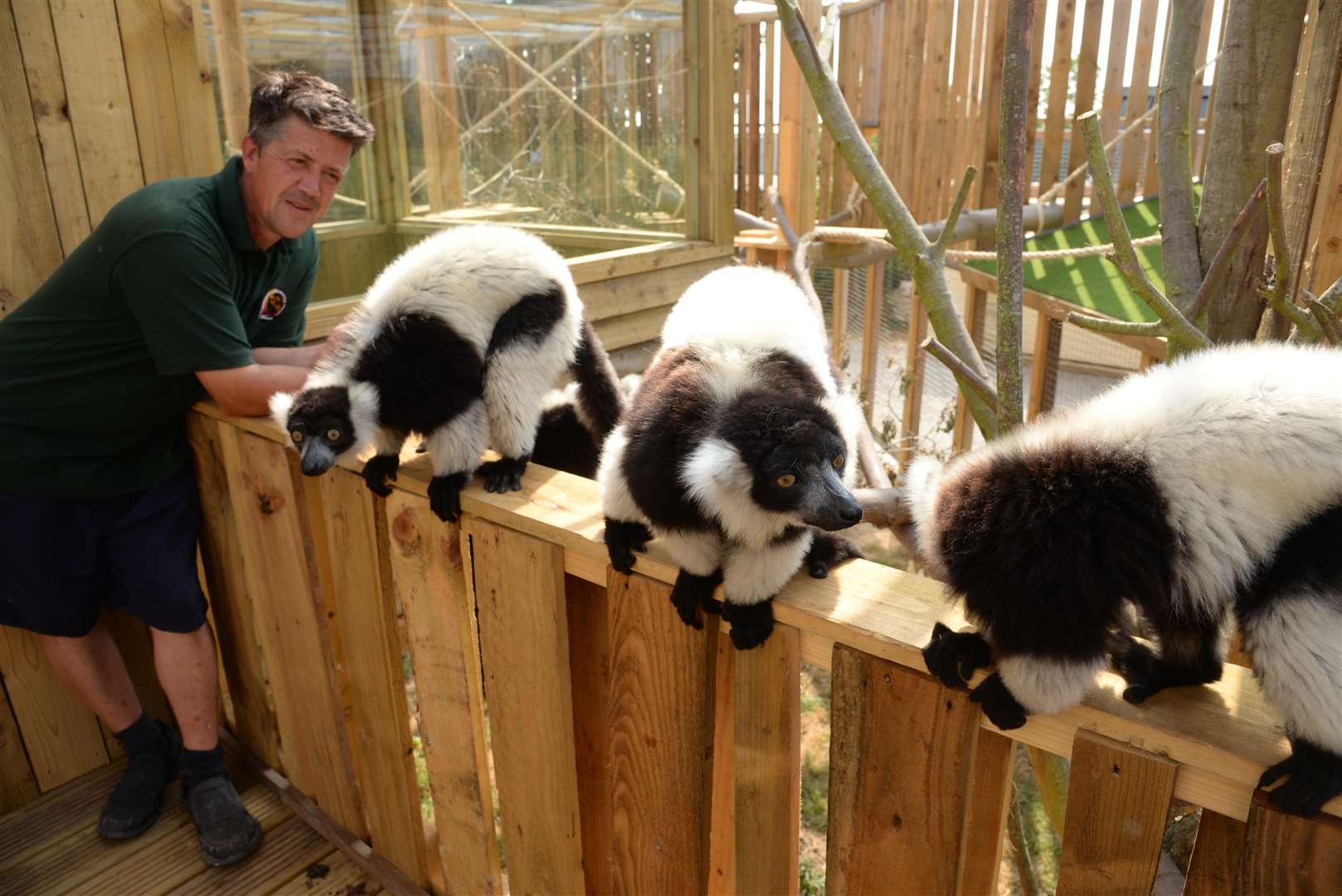 Lemurs in their enclosure at the Fenn Bell Inn, St Mary Hoo. Picture: Chris Davey. (3281534)