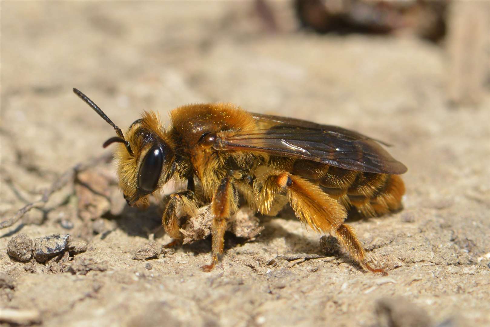 The rare Maidstone bee, alive and well at Trosley Country Park this year