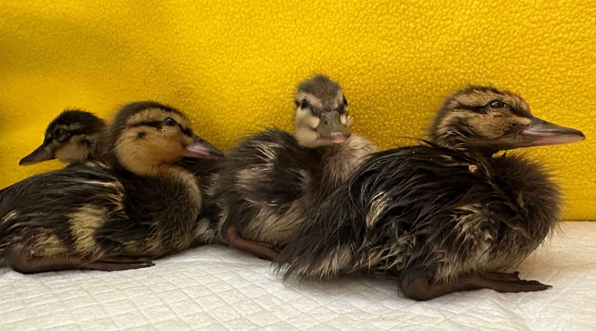 Four ducklings hatched after a duck was killed in a catapult attack in Faversham. Picture: Columbines Wildlife Care