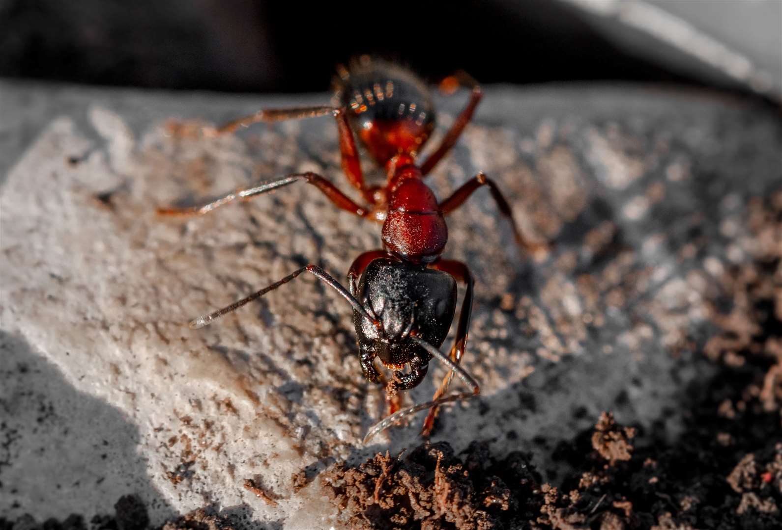 A close-up image of a red ant. Image: iStock photo.