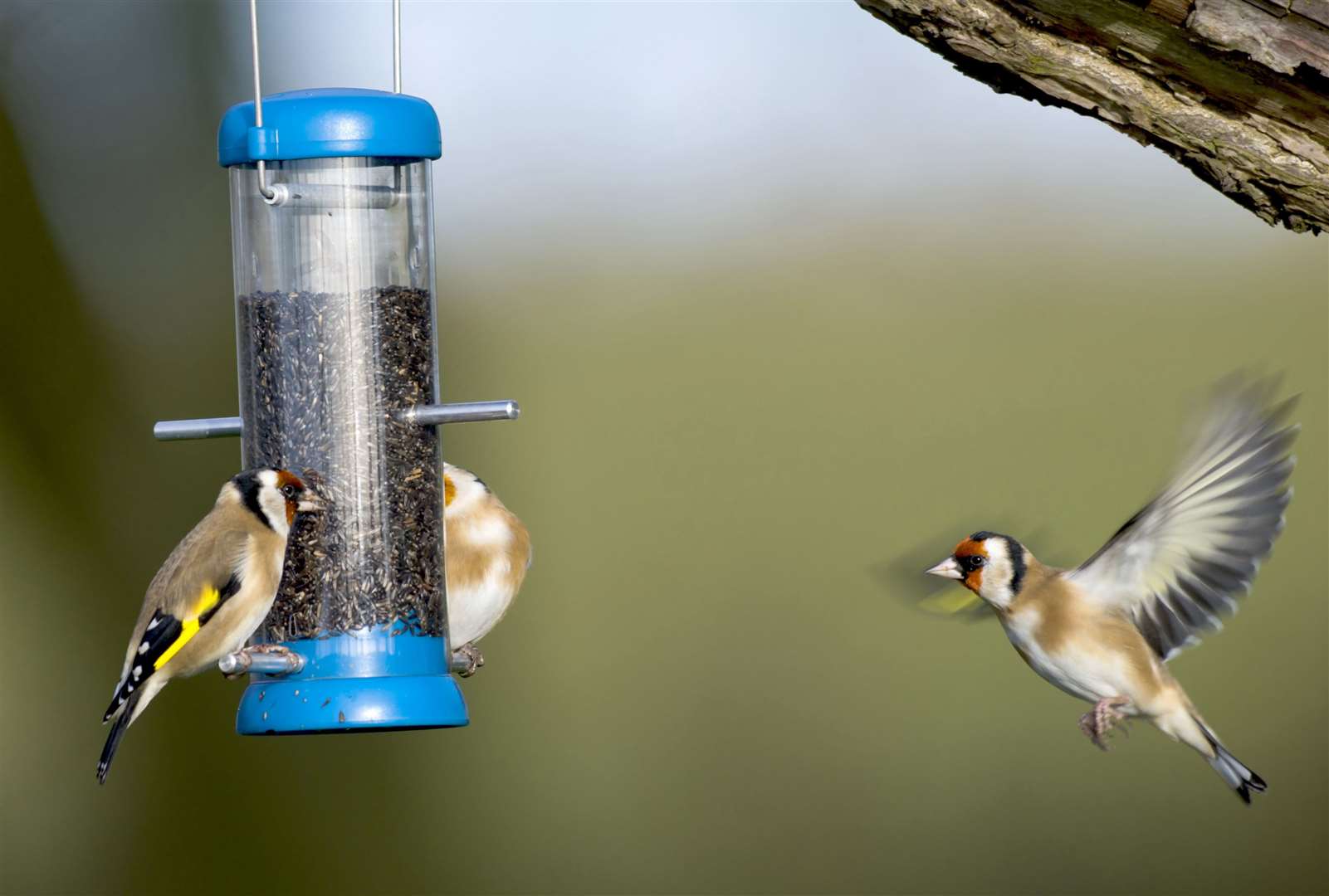 Goldfinches enjoy a feed in a garden Picture: RSPB Images