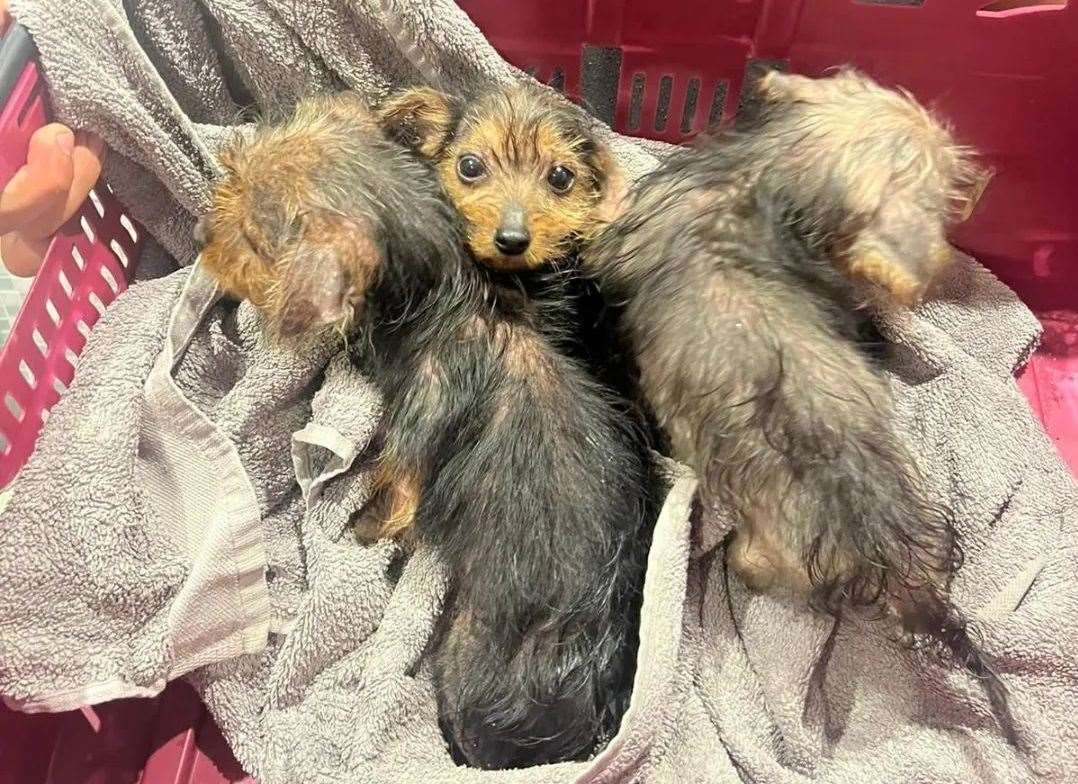 Peter, Flopsy and Mopsy were found in a plastic box on Thursday