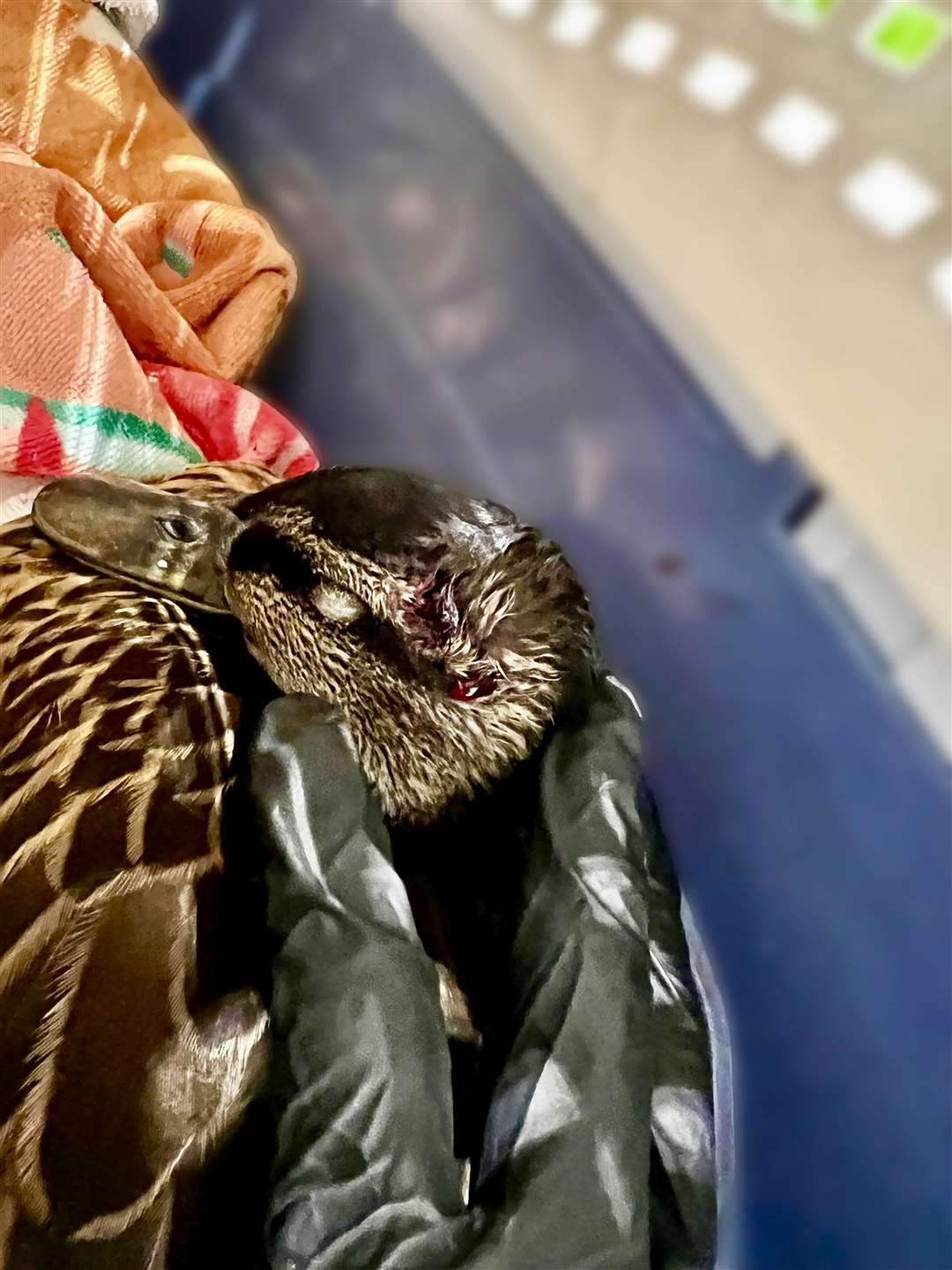 The rescued duck is now recuperating