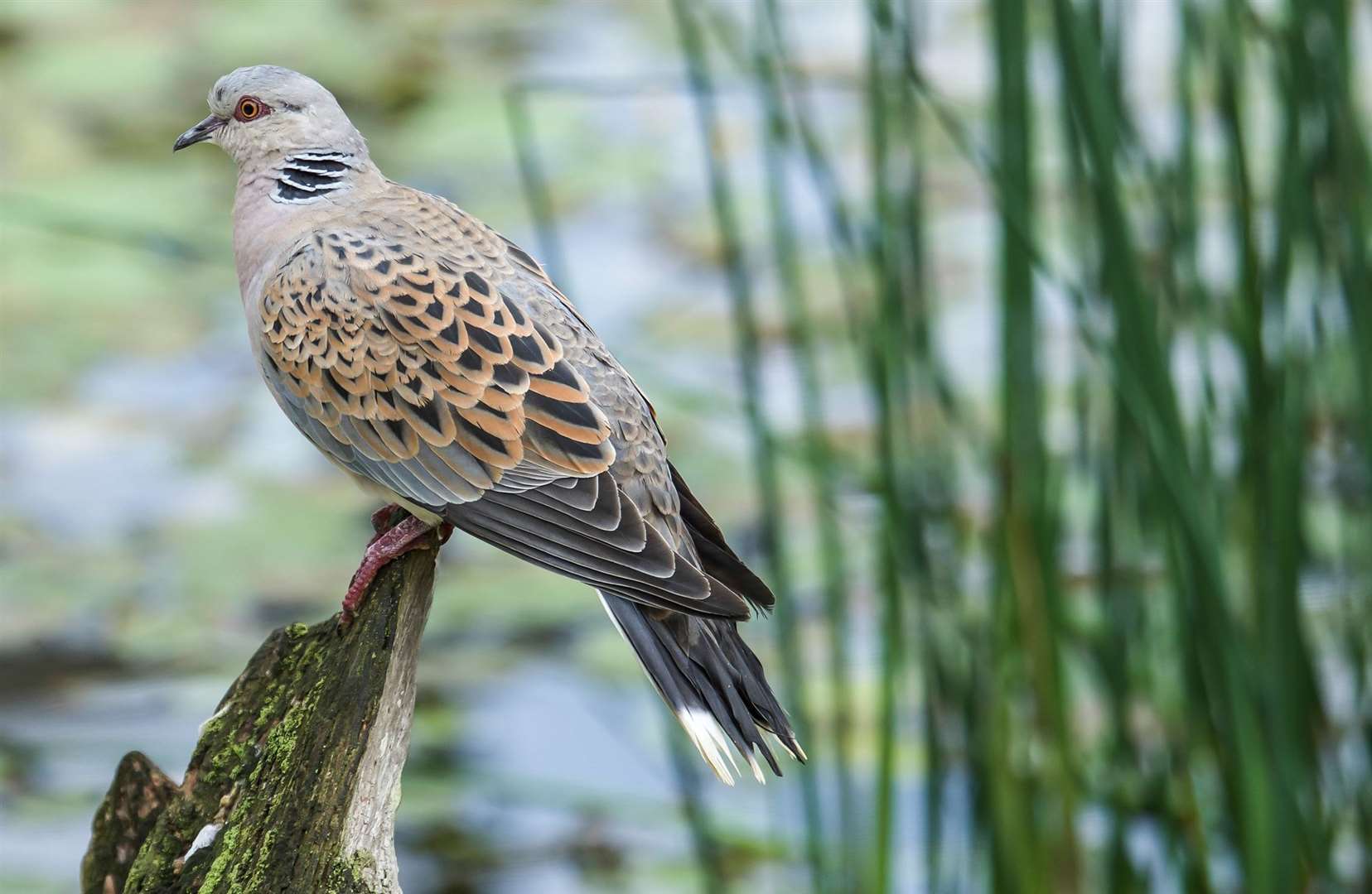 Turtle doves are a 'priority species' under threat of extinction in Kent. Credit: istock/Leopardonatree