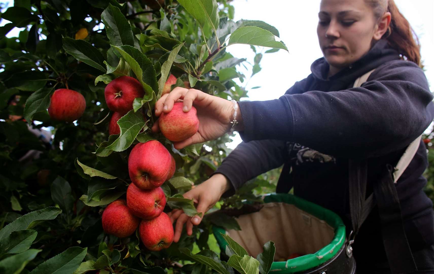 Growers across the county are recruiting fruit pickers now