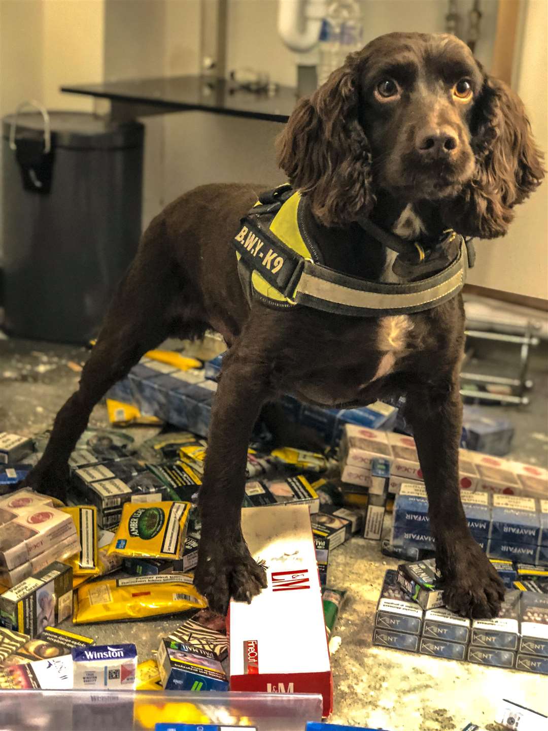 Police search dog Yoyo hard at work (6778836)