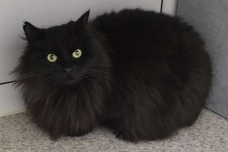 Rosita is looking for a new home. Picture: Cats Protection.