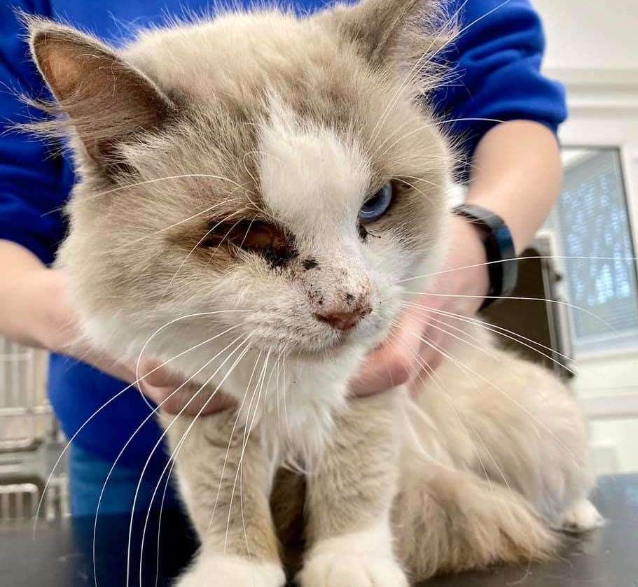 The pet has an injury to his right eye. Picture: Bedhurst Cats Adoption centre Facebook