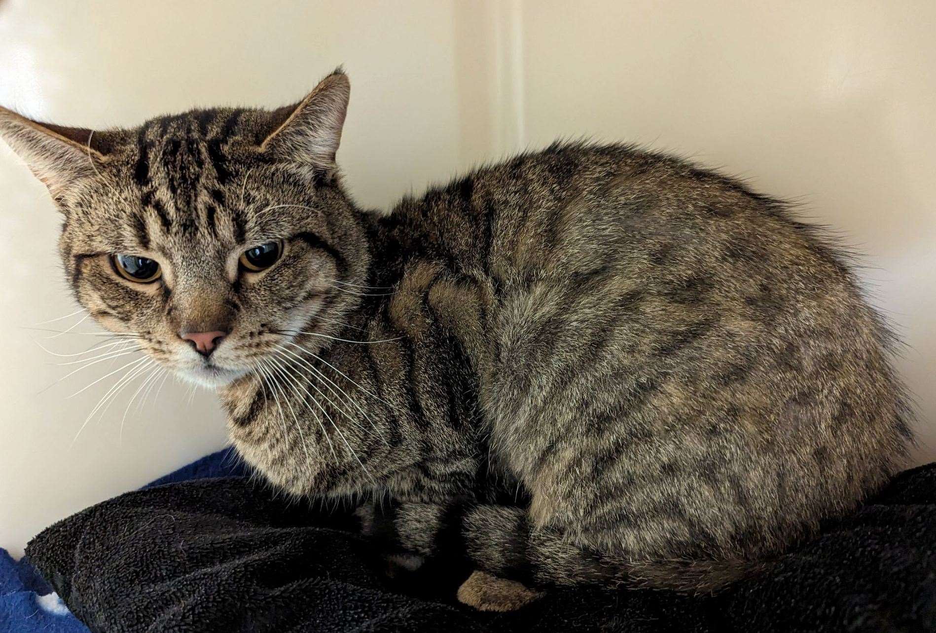 One of the cats found behind the bins in Gillingham. Picture: RSPCA