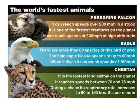 Animal speeds graphic