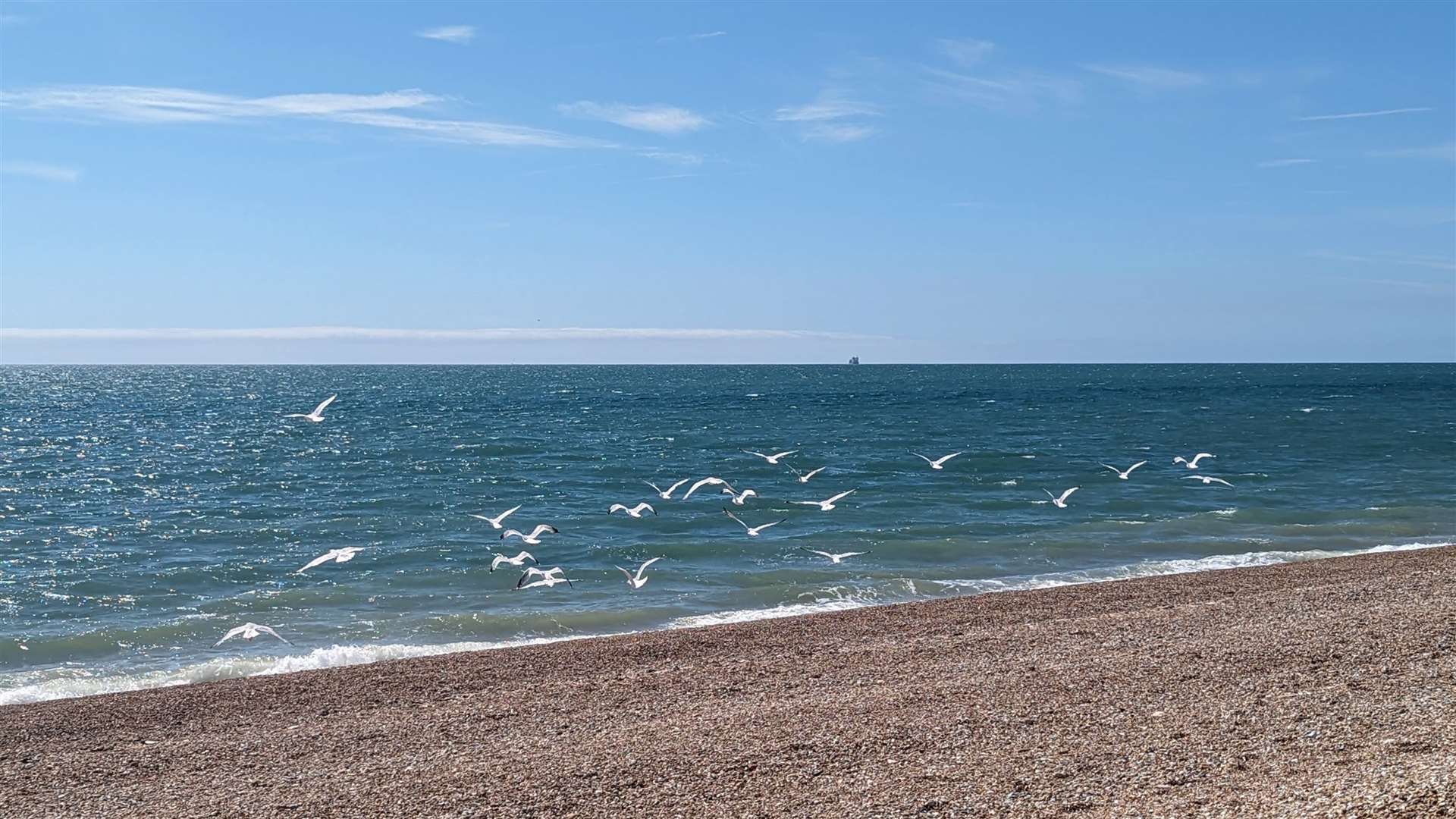 Gulls take flight from the beach at Dungeness