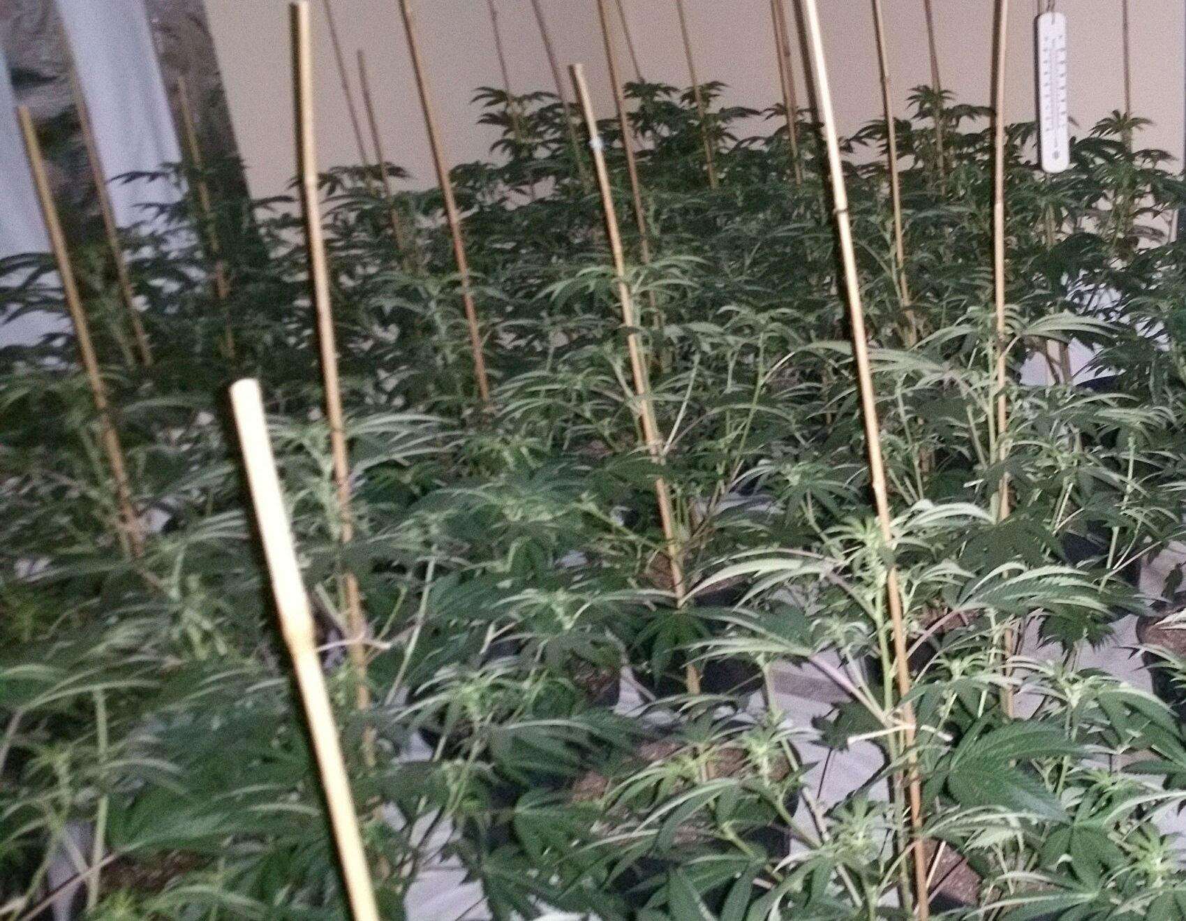 Officers found around 700 plants inside the house at "various stages of growth". Picture: Kent Police