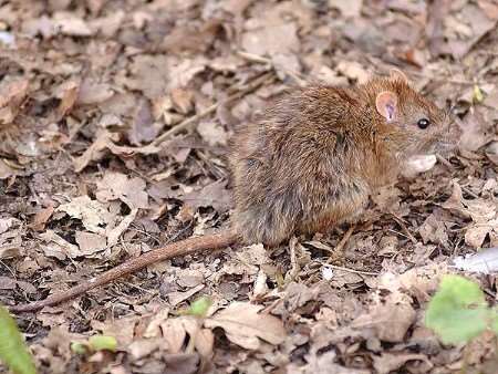 Brown rat in Mote Park