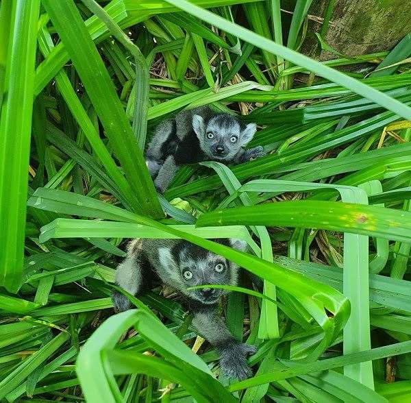 The arrival of the Lemurs is another success for Port Lympne