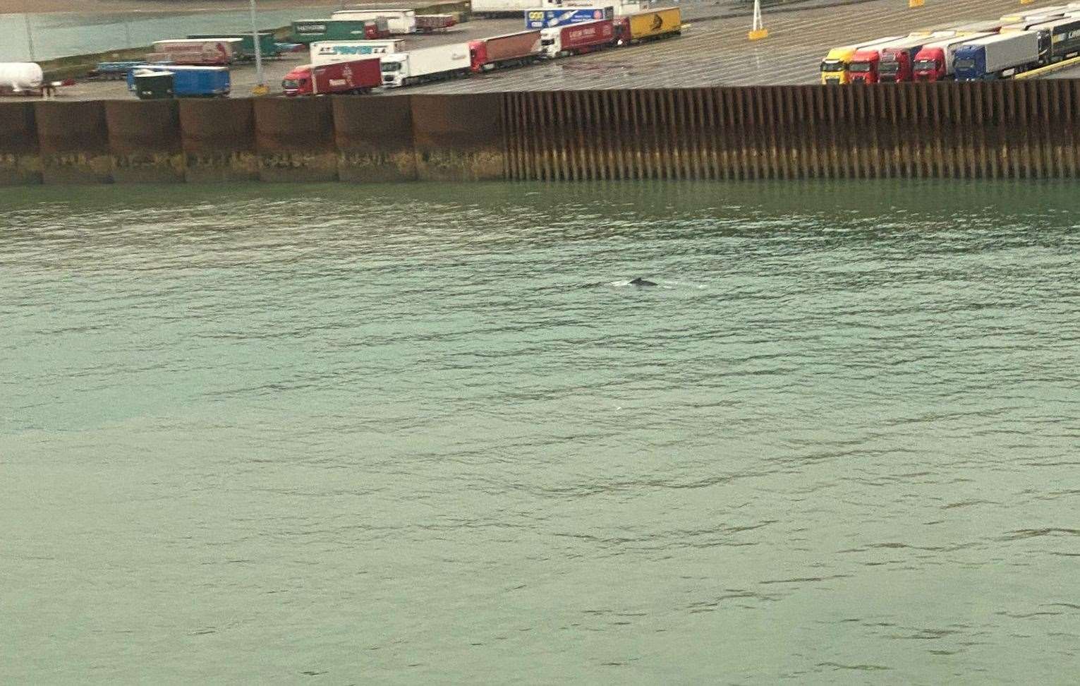 A whale has been spotted in the sea in Dover