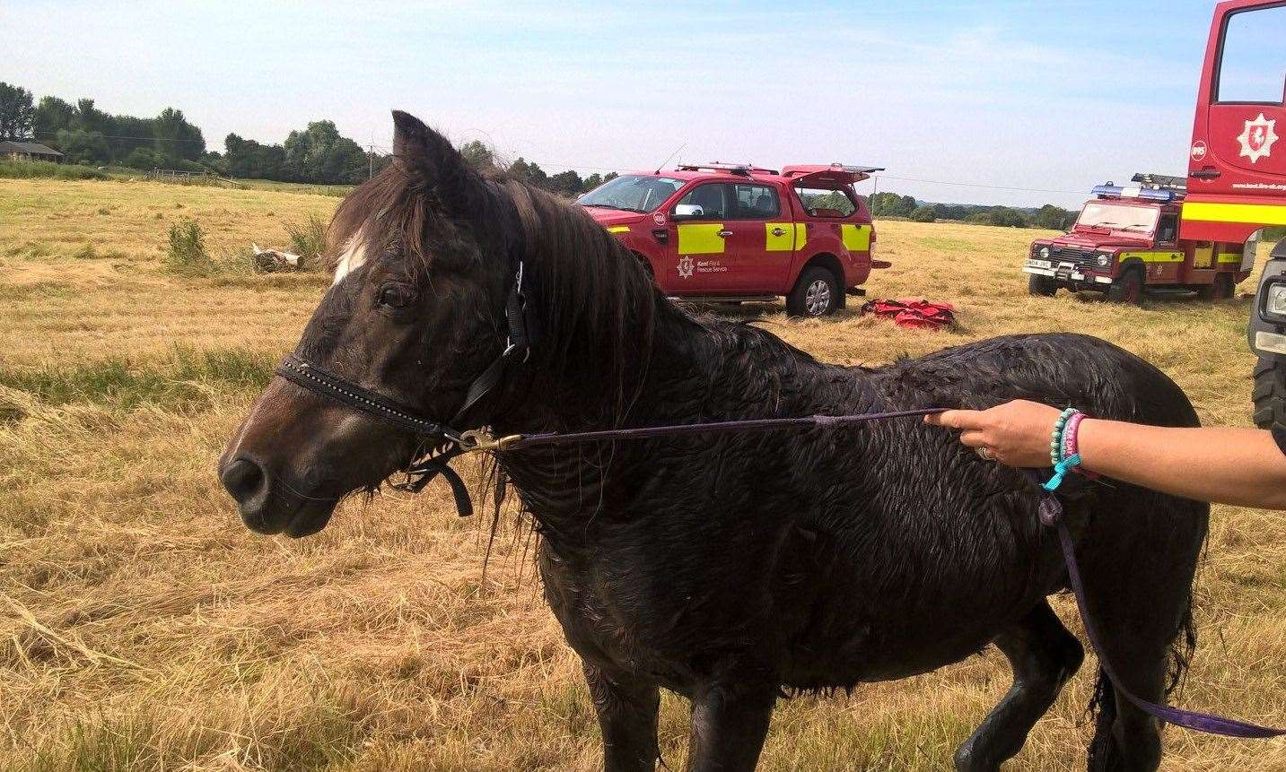 Fire crews help Molly out of the ditch in Lower Road, near Teynham. Picture: Kent Fire and Rescue Service