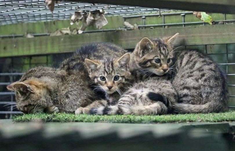 wildcat kittens