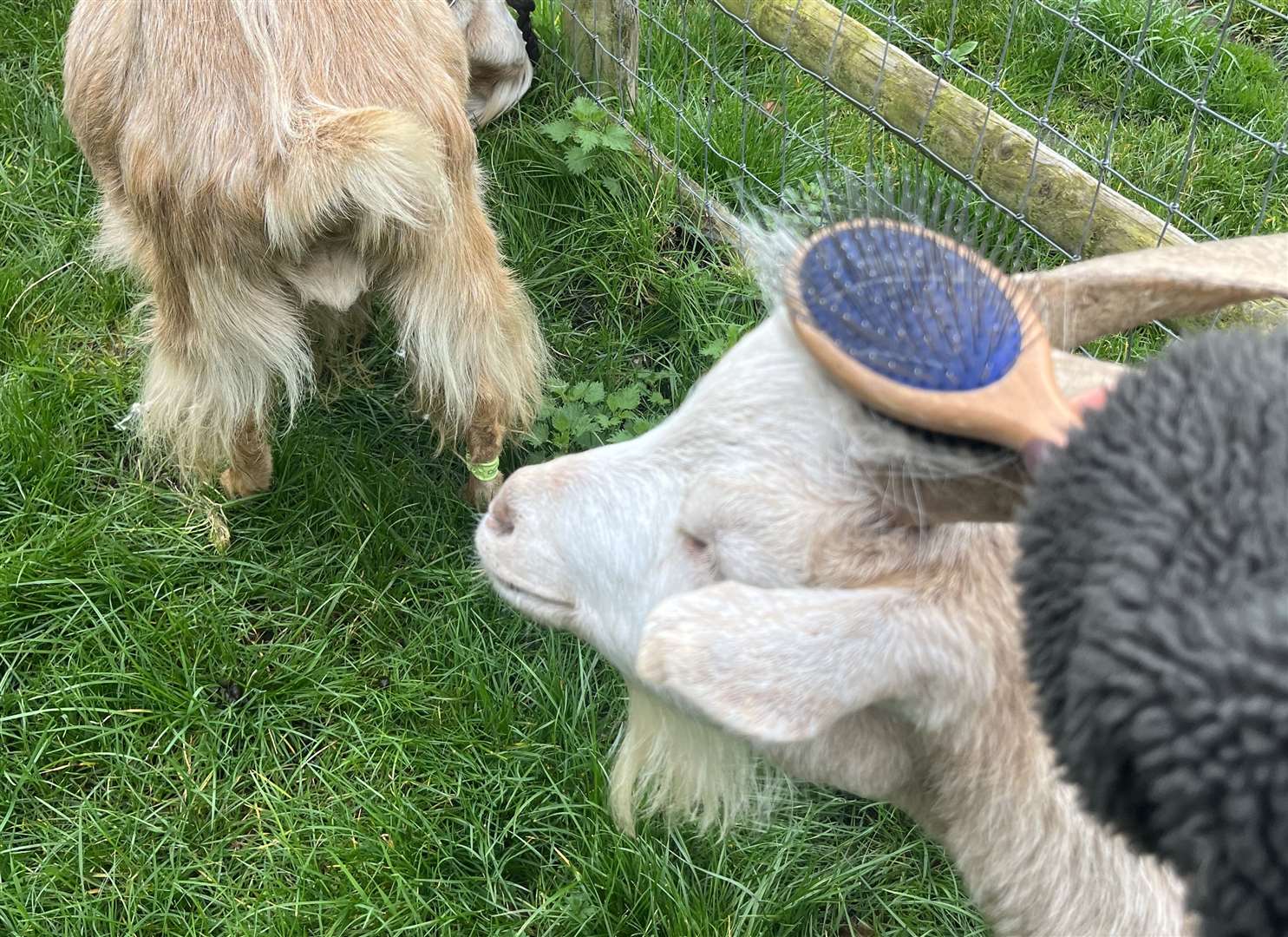 You also get the chance to brush the goats